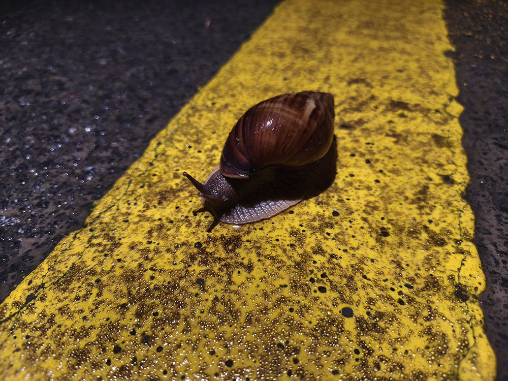 大小洞天：偶遇大蜗牛